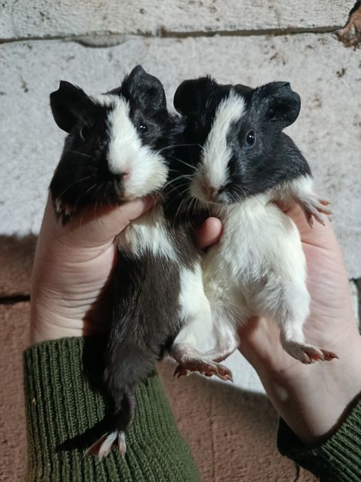 Vând porcușori de guineea pui