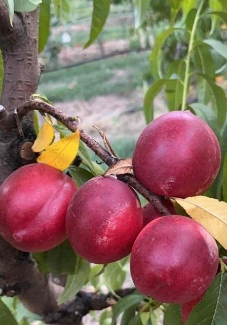 Nectarin (Soiul Venus )