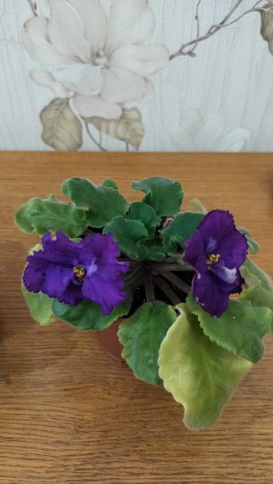 Продам цветы комнатные фиалки