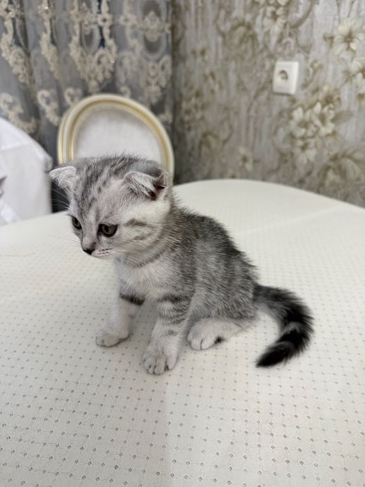 продаются котята 1,5мес