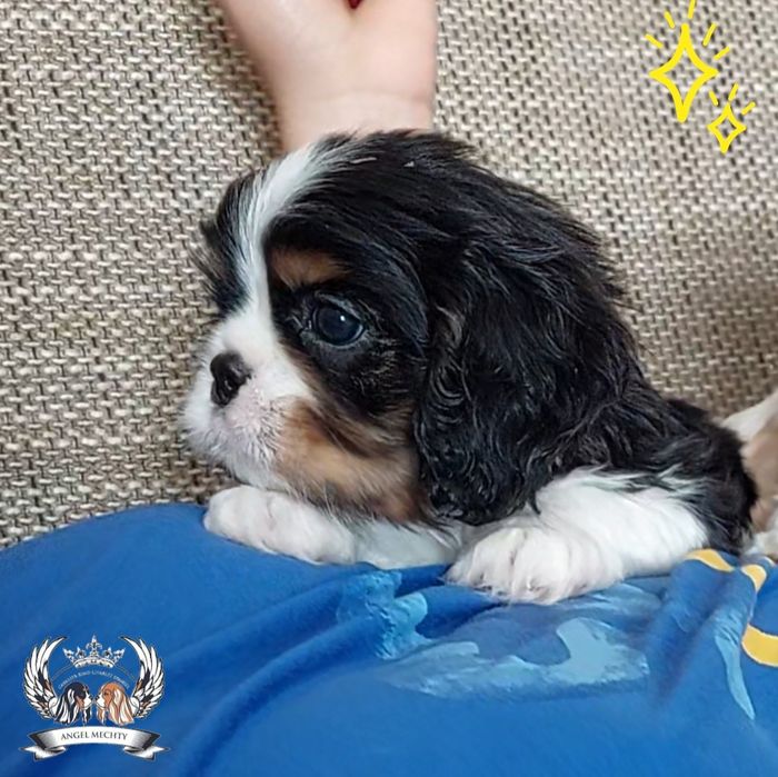 Кавалер Кинг Чарльз Спаниель