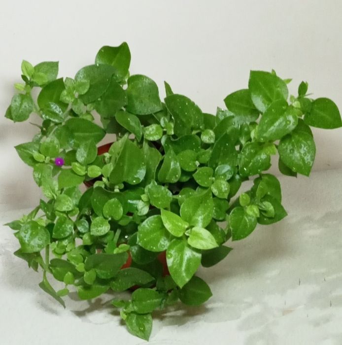 Продам. Аптелия.