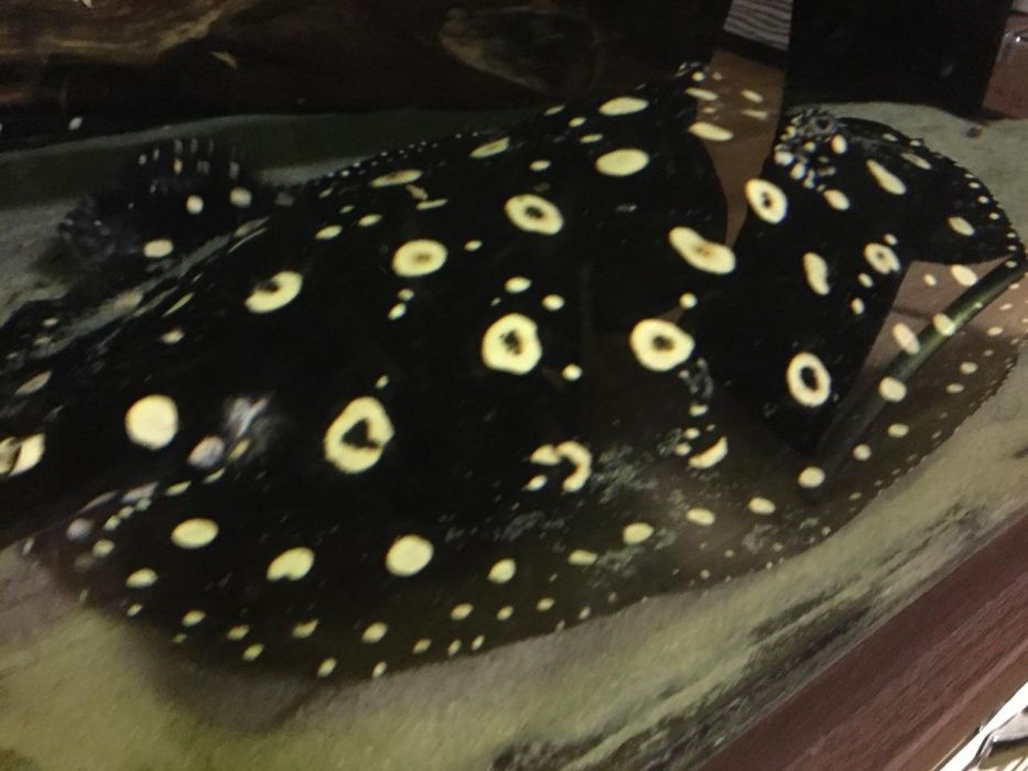 Продам Скатов Леопольди