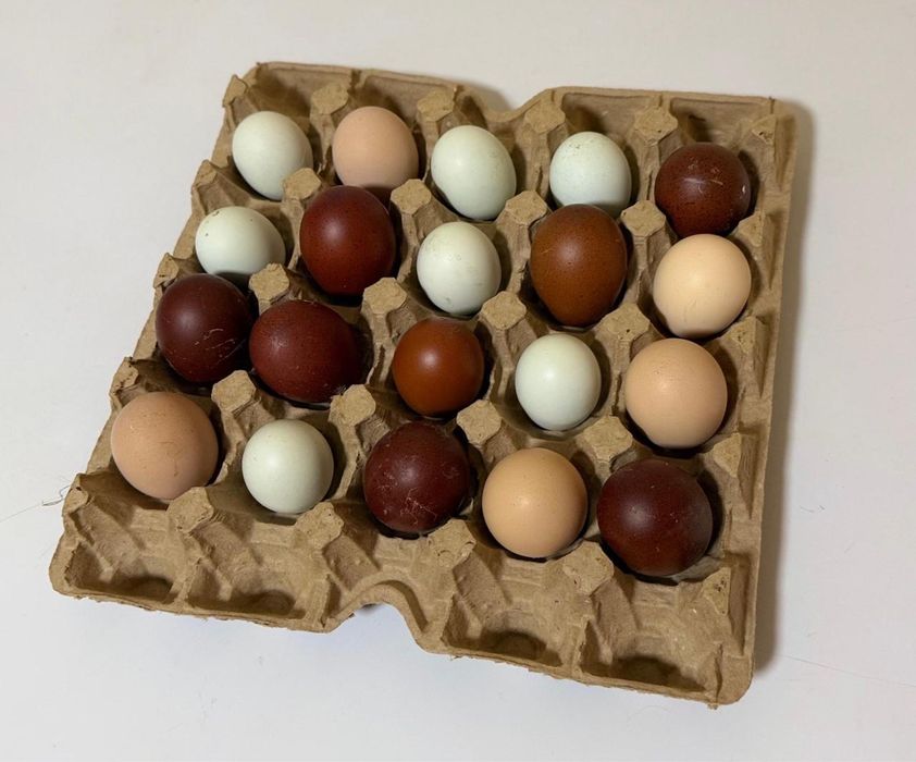 Яйца на инкубацию