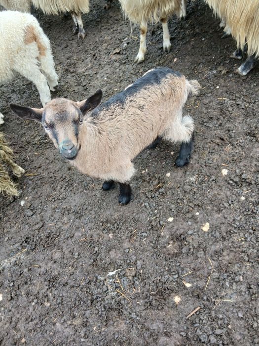 Vând o iada din primăvară și un tapuc.