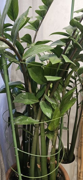 Продам цветок замиакулькас