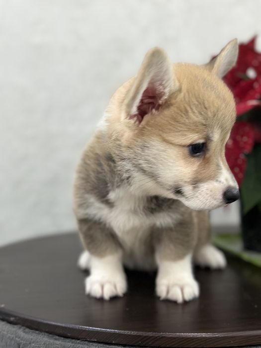 Малыши вельш корги