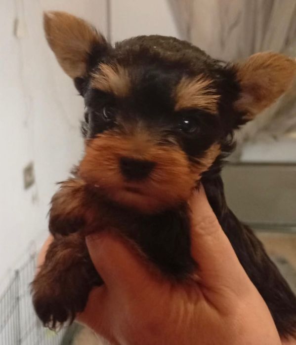 Йоркширский терьер