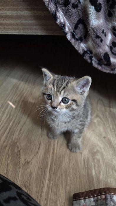 Котята ,в добрые  руки