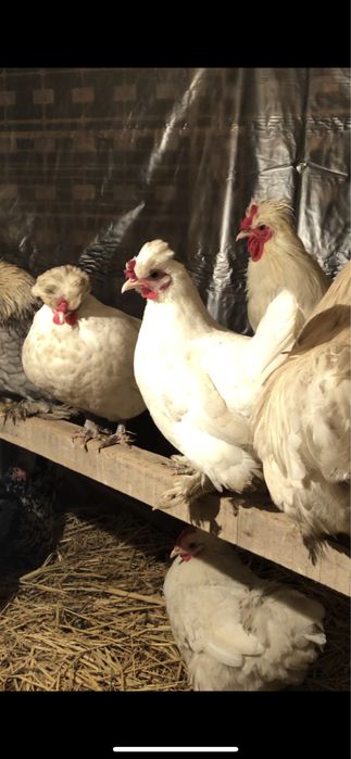 Японскийлер сатылады