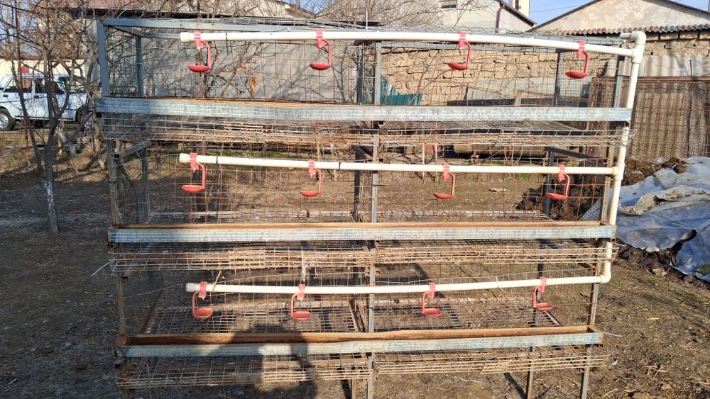 Tovuq Katak Sotiladi