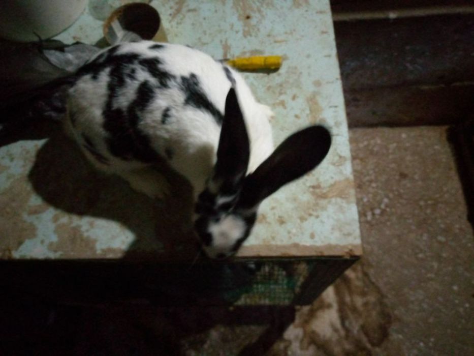 Babocha zotli urg'ochi quyon