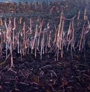 Чувалчанг сотилади 10яшик 500000сум