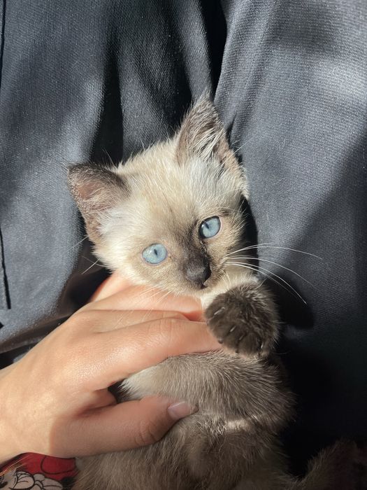 Сиамская кошка девочка