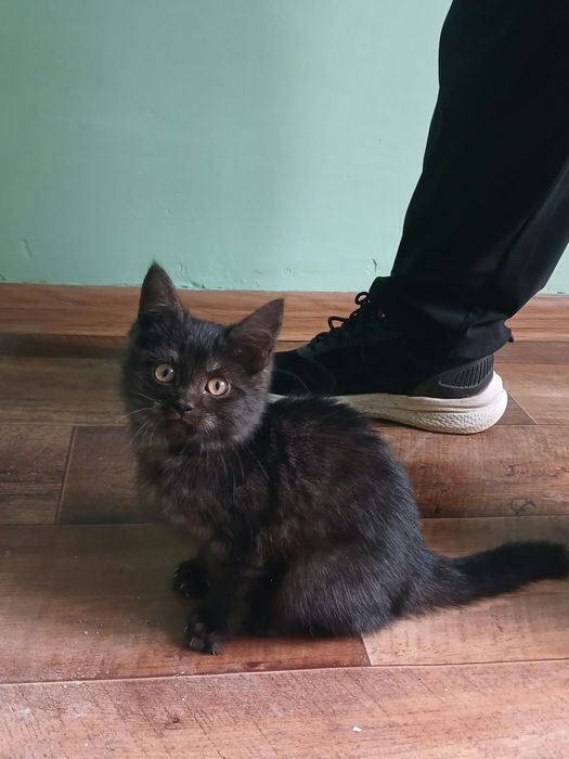 Отдам котенка милая девочка