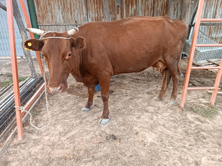 Сүтті сиырлар сатылады.