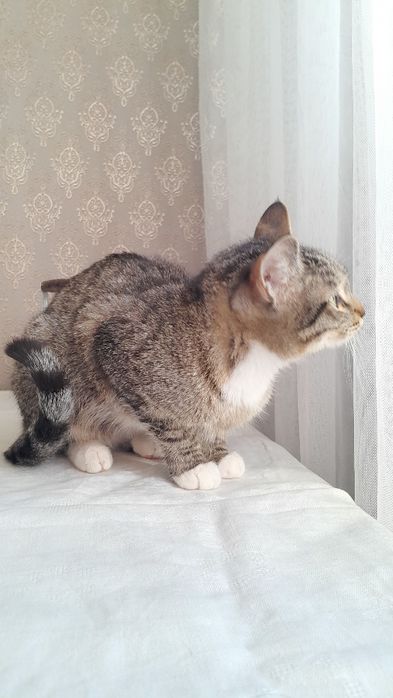 Отдам кота в добрые руки