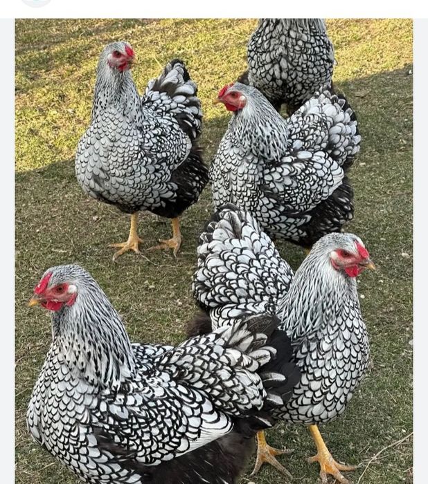 В продаже инкубационное яйцо  разных пород кур