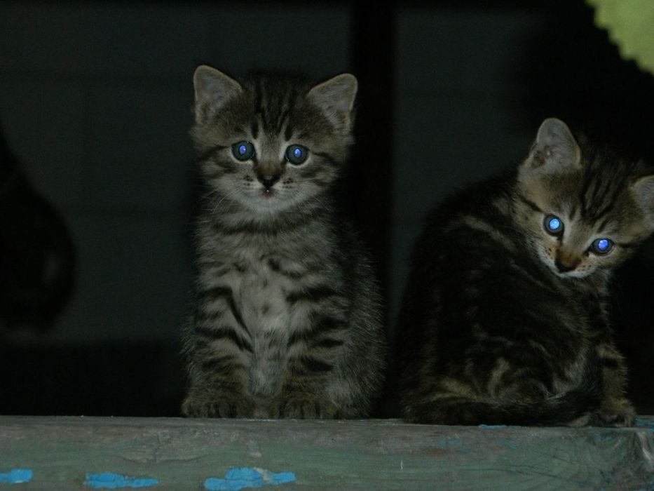 Породистые котята