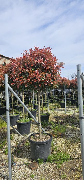 Leylandi gold - photinia red robin- prunus pisardi rosu
