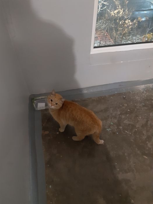 Найден рыжий кот, кастрирован