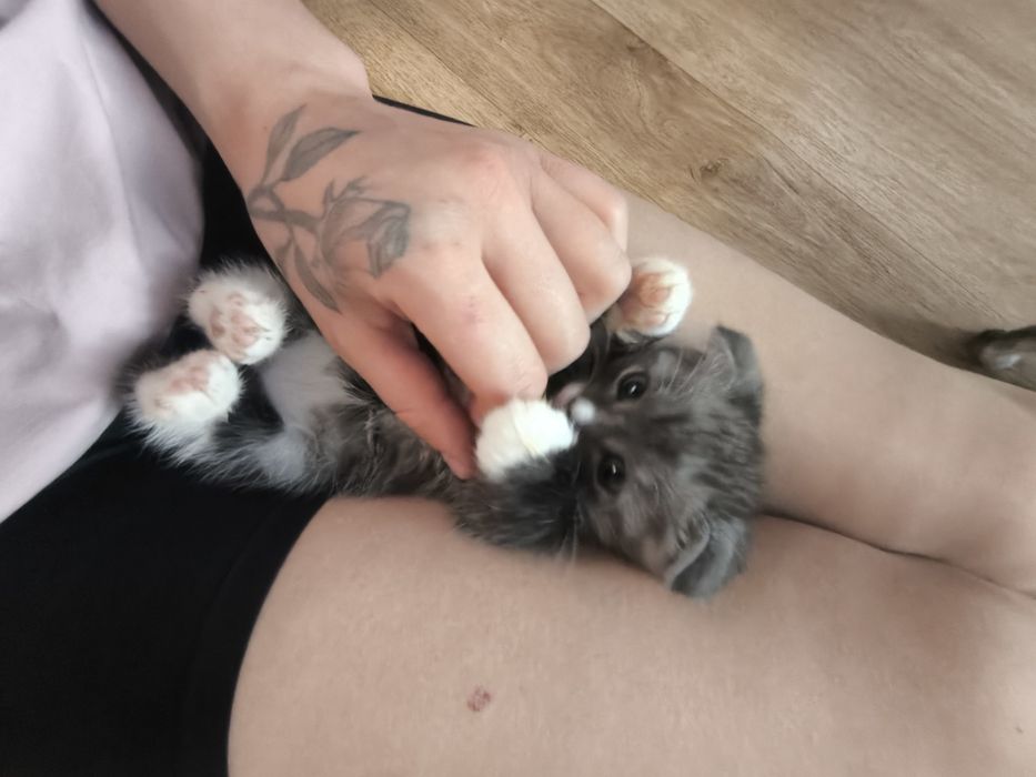 Котята вислоухие британцы
