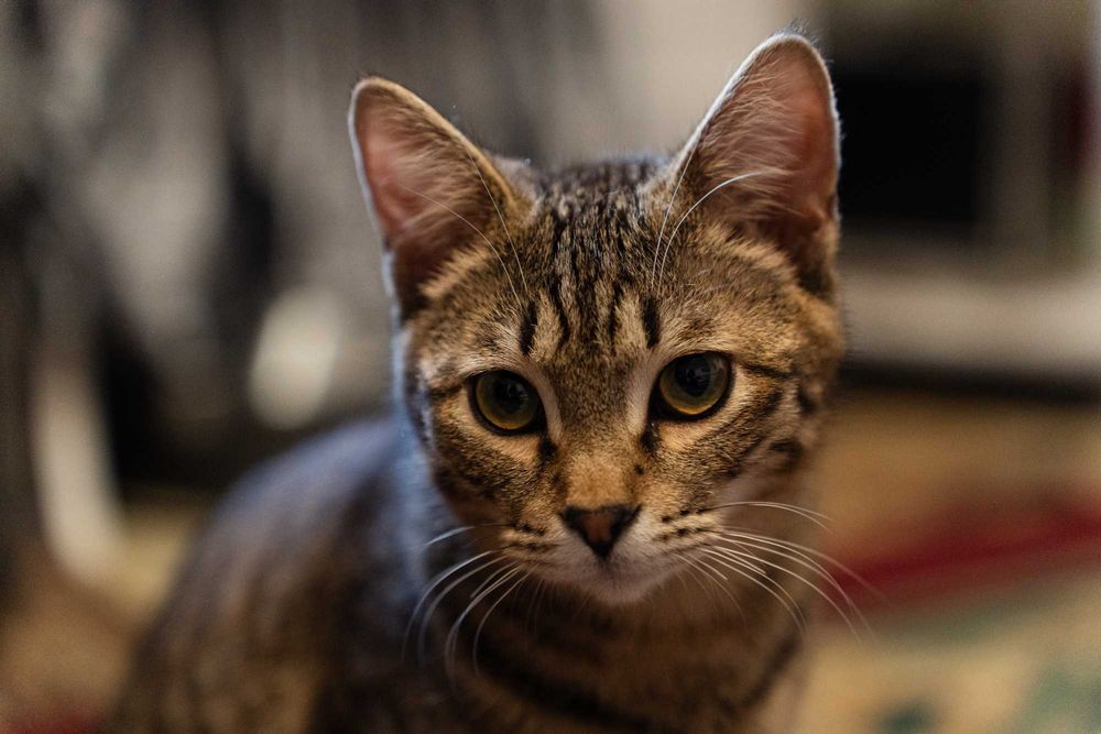 Котёнок мальчик 7 месяцев.