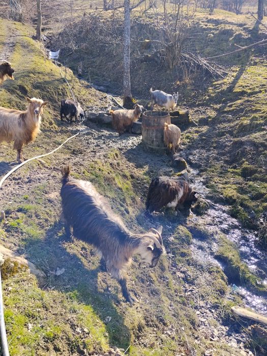 Capre de vânzare  preț 650 .bucata