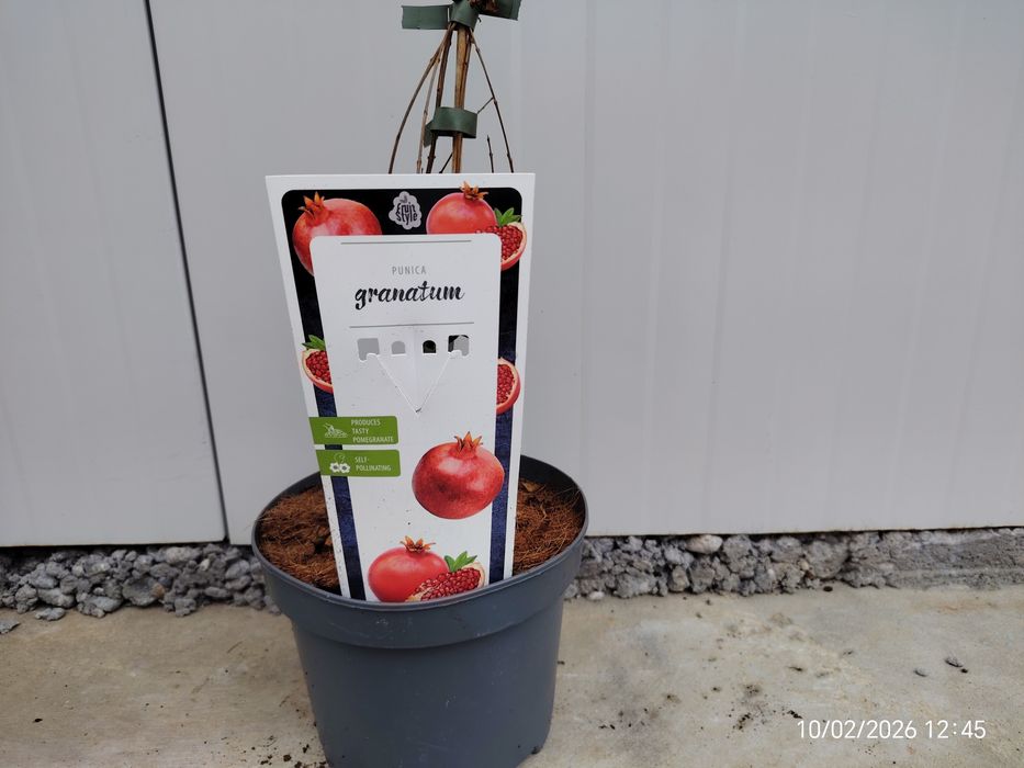 Малина , Къпина, Нар  Смокиня сортове