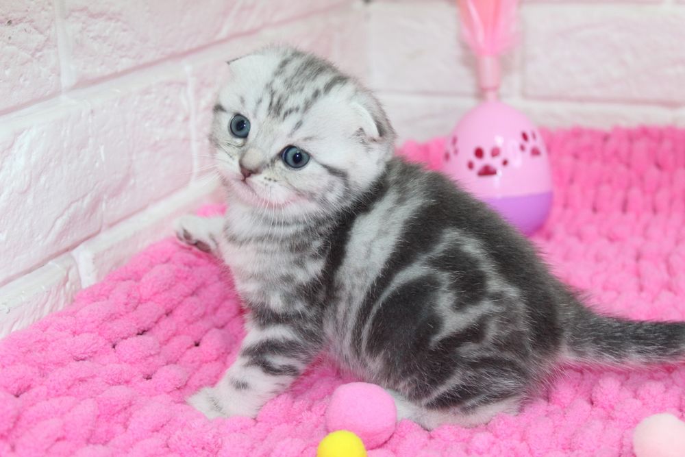 Вислоухие котята