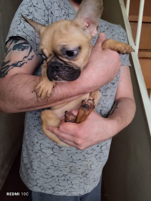 Щенки французского бульдога