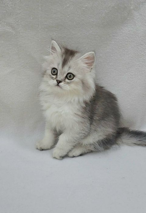 Мальчик скоттиш страйт серебристая шиншила