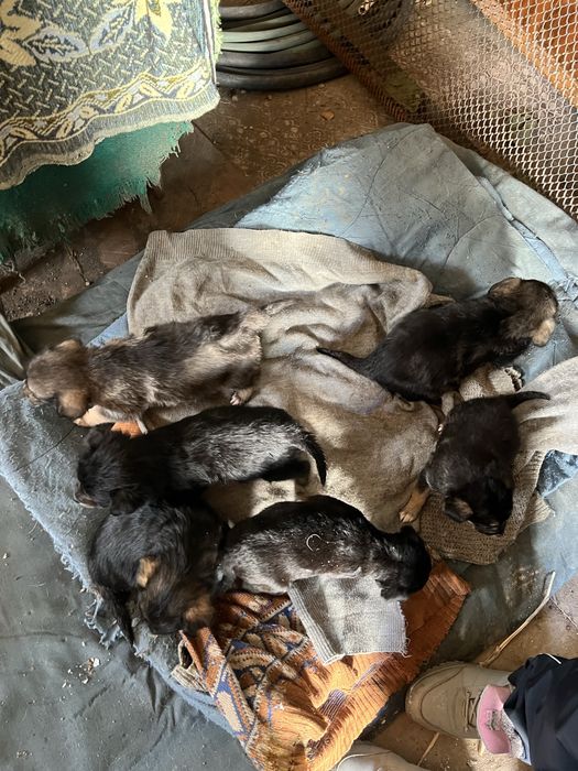 Отдадим щенков в добрые руки