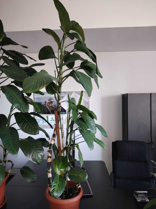 plante decorative verzi