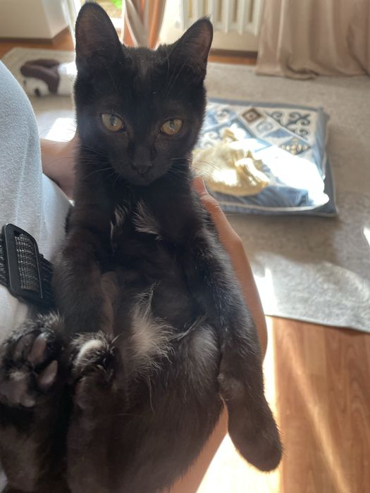 Котик черный 4-5 месяцев, мальчик