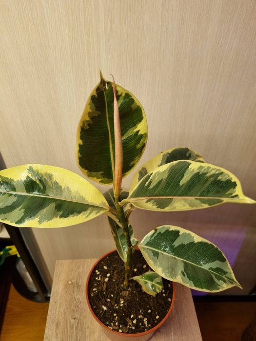 Фикусы разные сорта