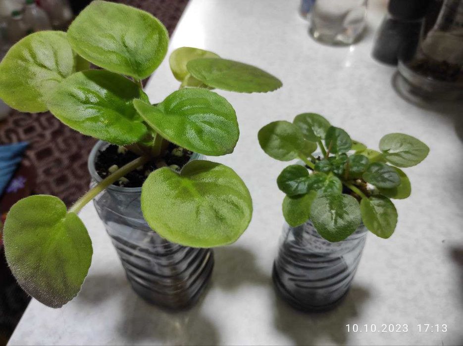 Комнатные цветы Фиалки