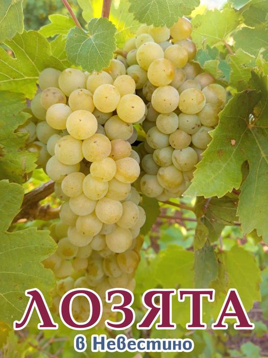 Продавам грозде - Мускат Отонел