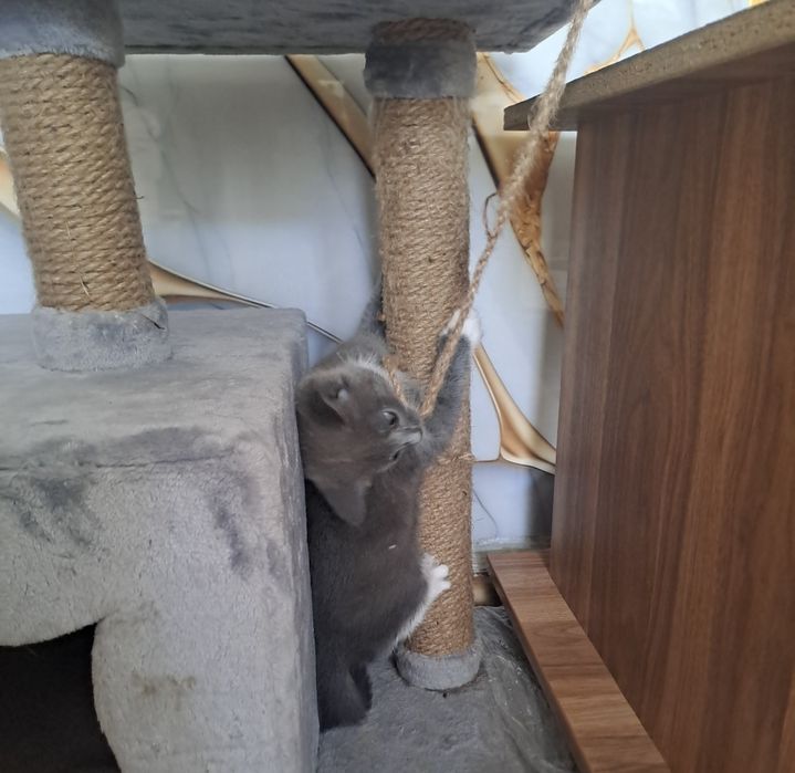 Котенок ищет новый дом