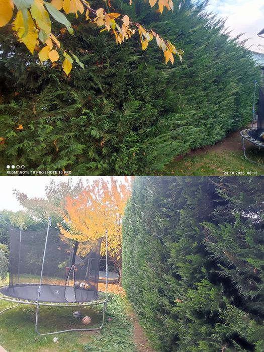 Toaletare gard viu/tuia