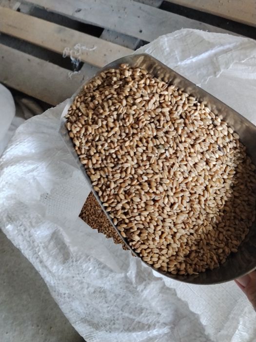 Продам пшеницу, бидай.