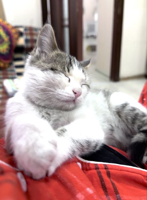 Котёнок в добрые руки