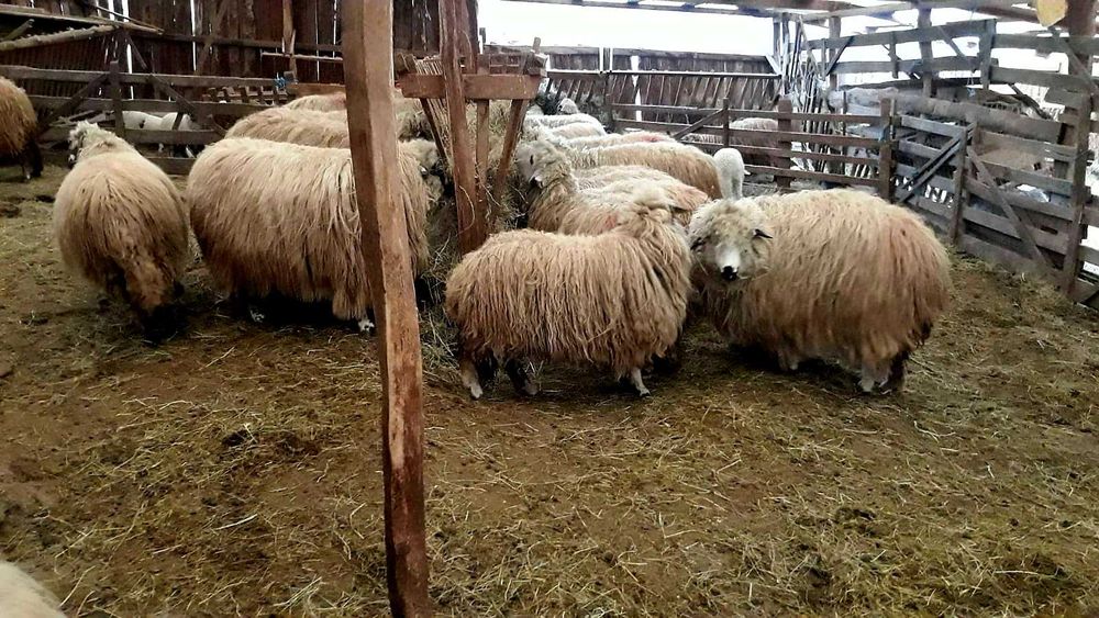 De vanzare oi 15 bucati mioare si stramioare