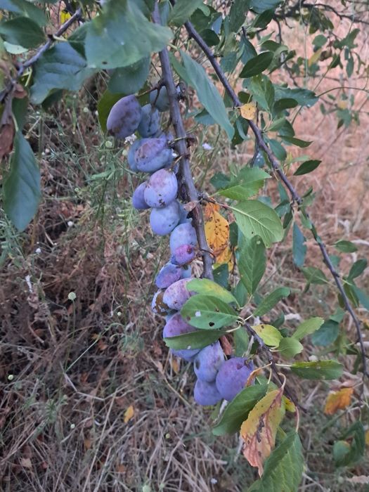 Продава се Земеделски имот в Мездра -  кв.м за 2040 €/дка - Снимка #3