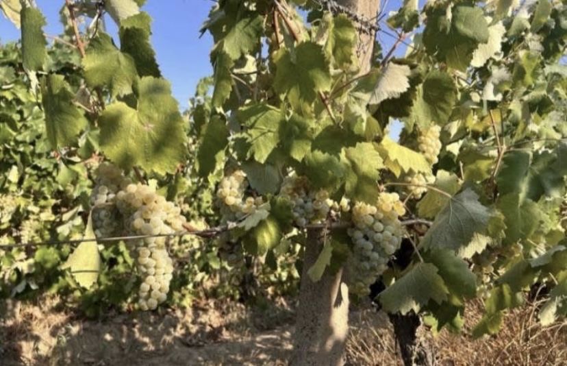 Vand struguri de vin