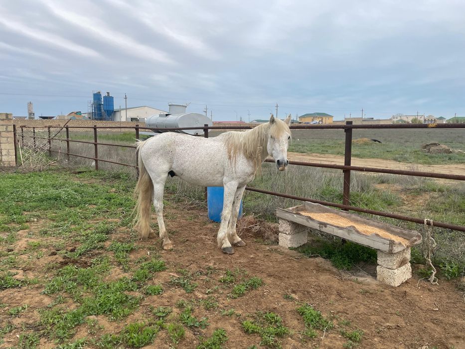 Айғыр сатылады полу кров