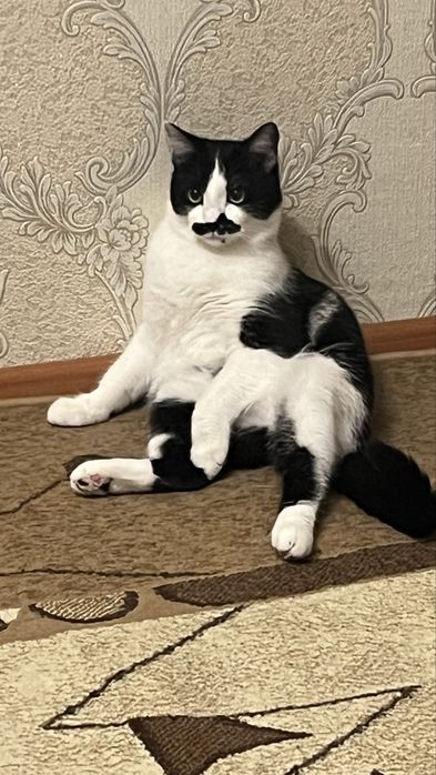 Отдам котов в добрые руки