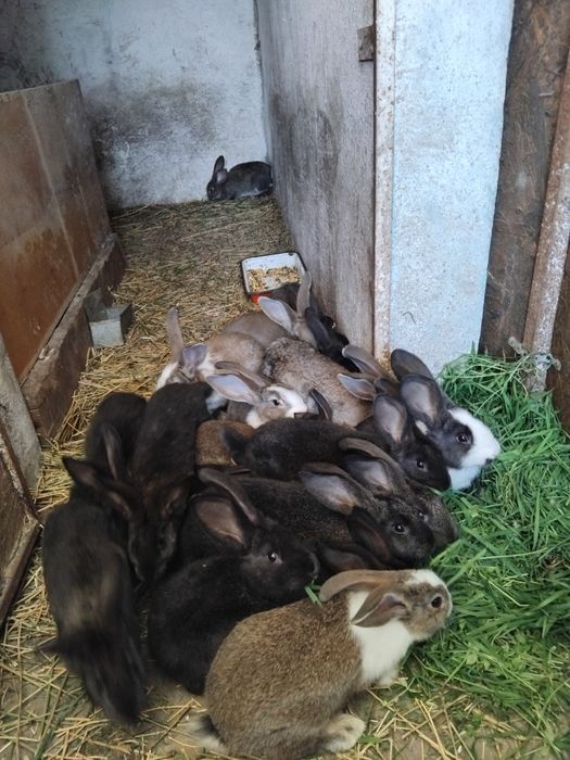 Iepurași metis U.G.