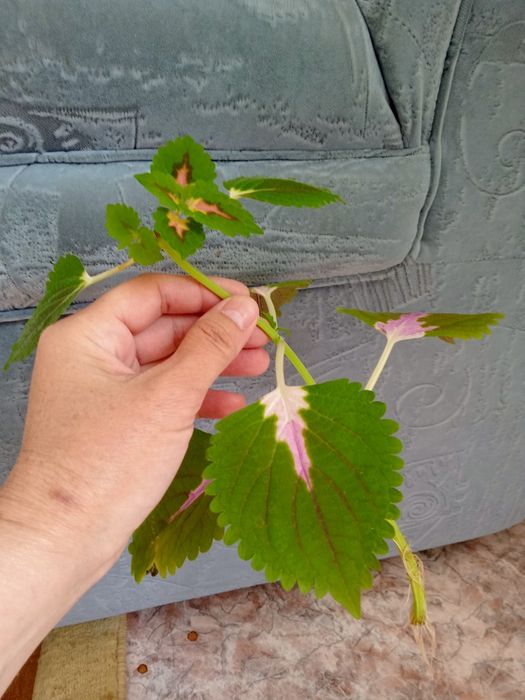 Продам колеус по 500 тенге