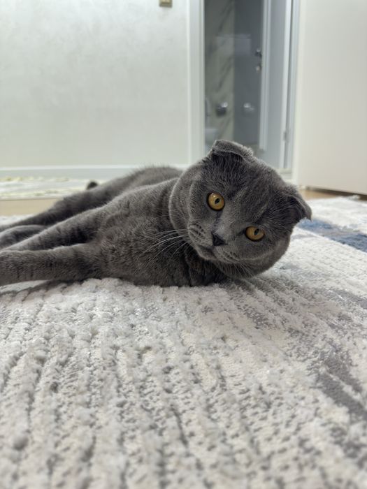 British Shorthair Blue scotish fold